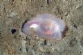 Philine&nbsp;sp.
